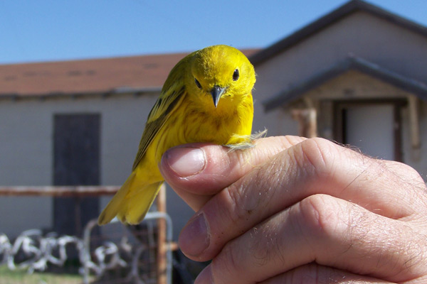 West Texas Birding
